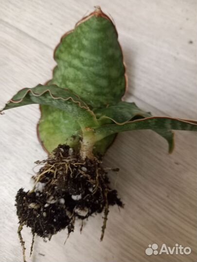 Сансевиерия кирки сильвер блю