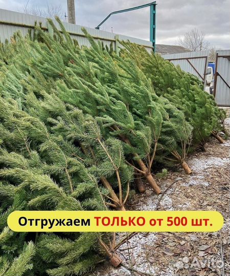 Новогодние елочки