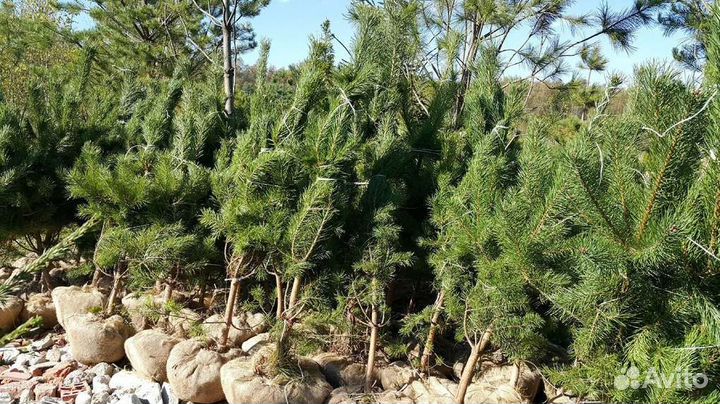 Саженцы сосны,берёзы, орешника,дуба,лиственницы