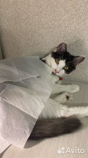 Котик в добрые руки