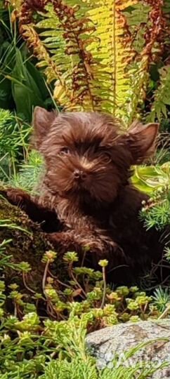 Шоколадный йорк