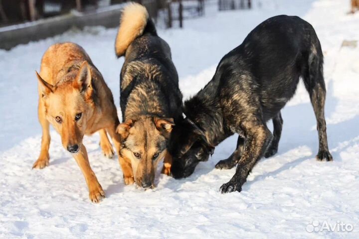 Тигровые собачки