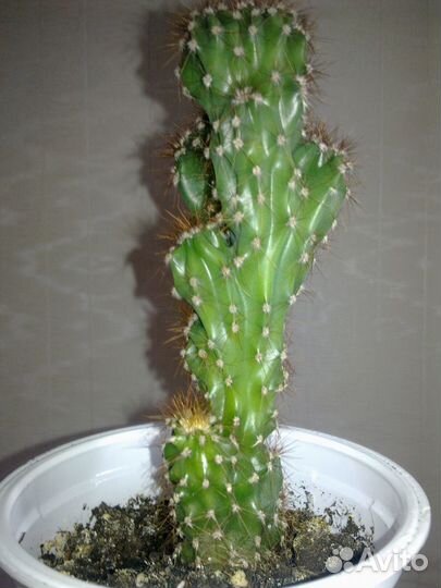 Кактус. Цереус перуанский монстрозный