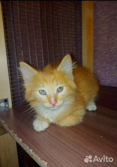 Котенок Санька в поисках семьи
