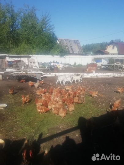 Куры несушки продам