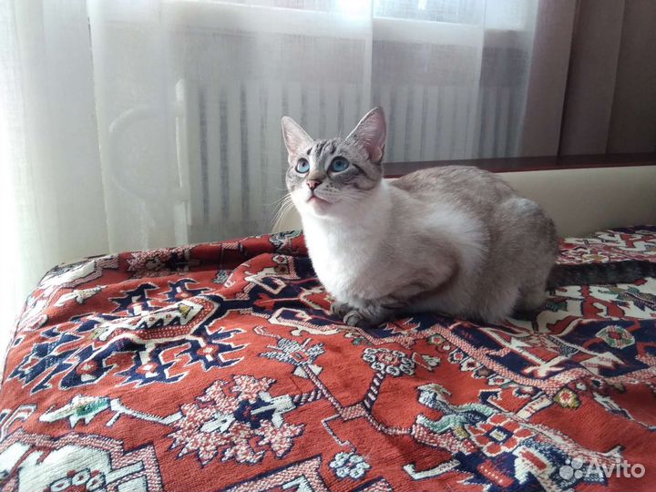 Алтайская голубоглазая кошка