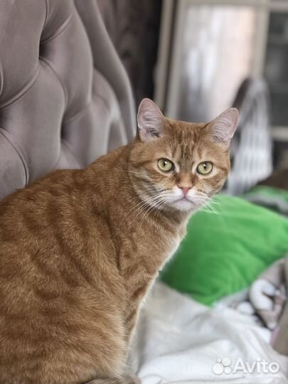 Передержка животных