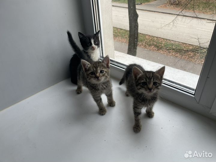 Котята девочки