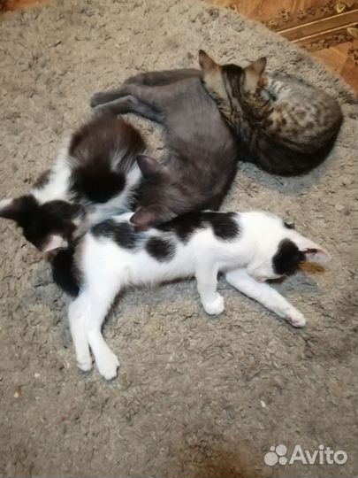 Котята в добрые руки
