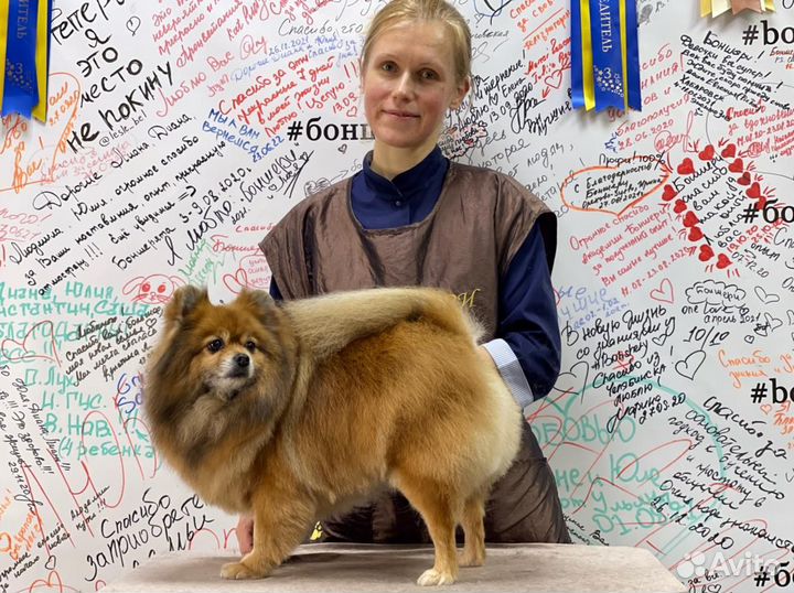 Грумер, груминг, стрижка собак в Лосинке