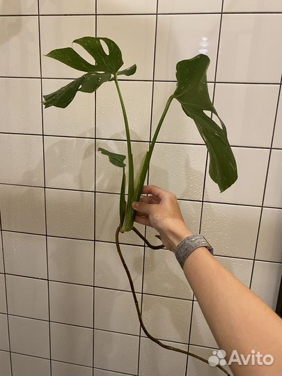 Монстера тайское созвездие