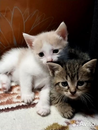 Отдам котят