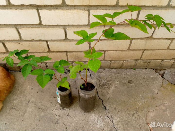 Саженцы ежевики садовой без шипов