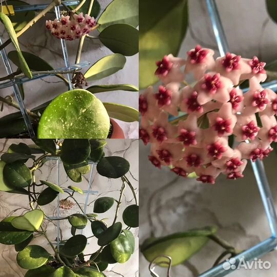 Hoya