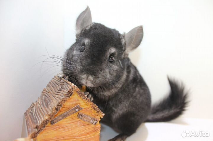 Шиншилла Темный мальчик