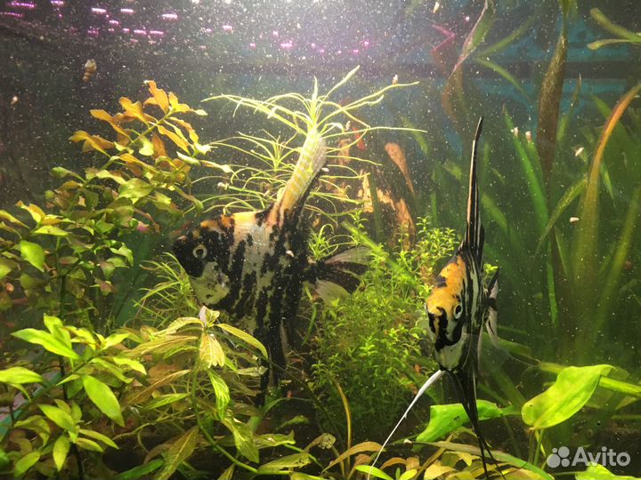 Аквариумные рыбки Скалярии Кои