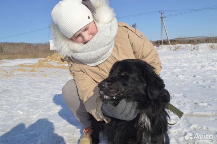 Собака в добрые руки