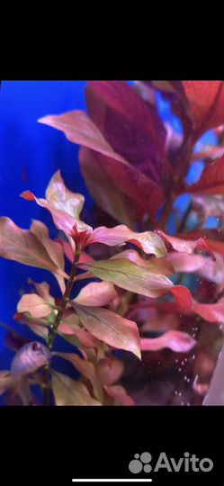 Набор аквариумных растений