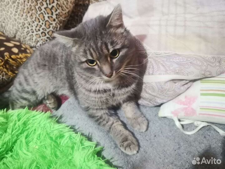 Котик в добрые ручки