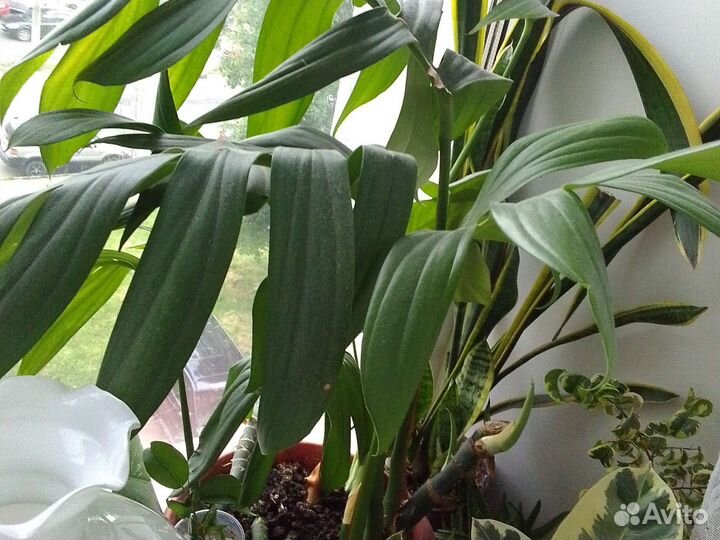 Рафидофора декурсива