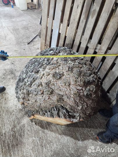 Огромный Кап Сувель березы 100см