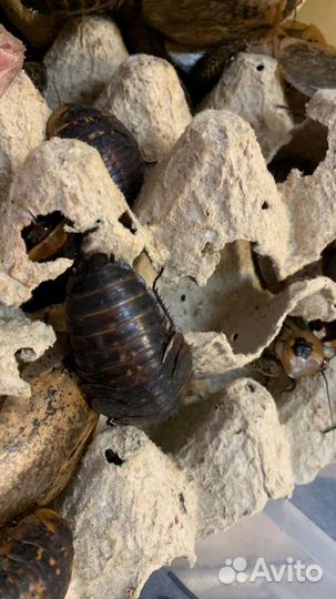 Гигантский лесной таракан Archimandrita