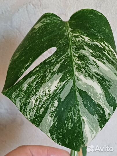 Монстера альба