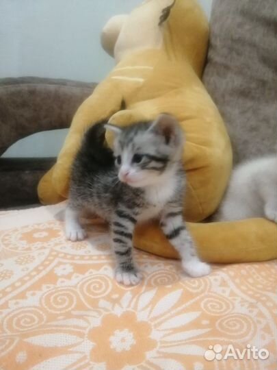 Кошечки в добрые руки