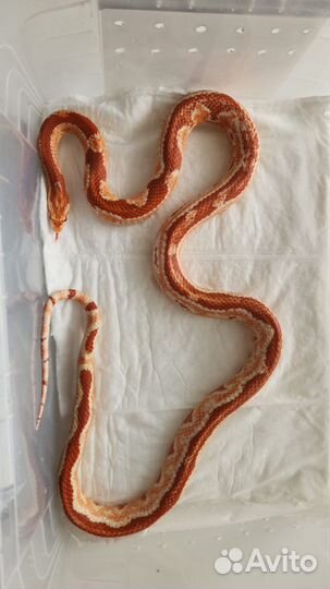 Маисовый полоз + террариум в подарок