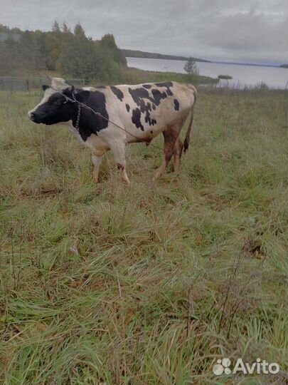 Быки на мясо