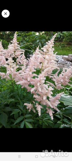 Хоста, астильба, хвойники