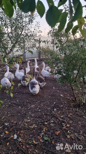 Холмогорские гуси