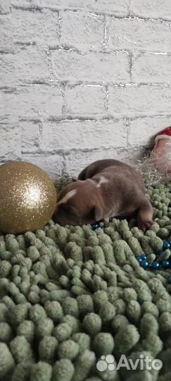 Парень триколор