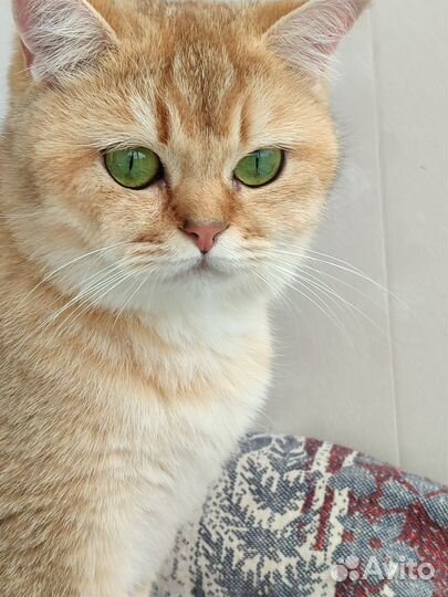 Шотландская кошечка