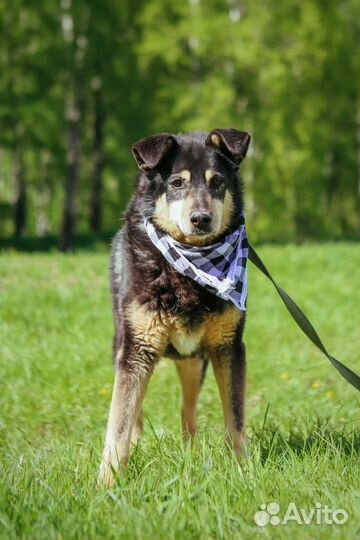 Собаке Зосе нужен шанс