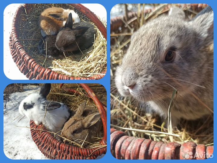 Крольчата бабочки