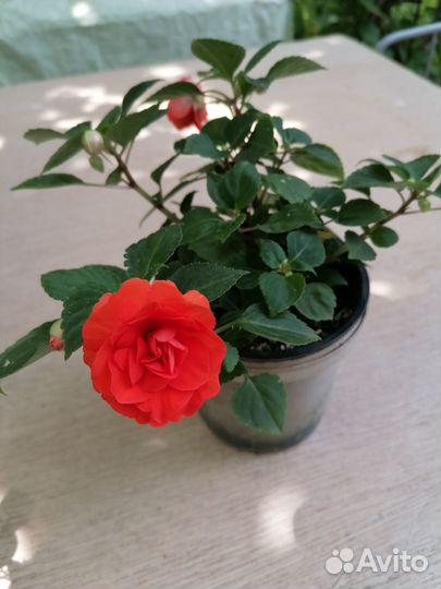 Бальзамин разных расцветок