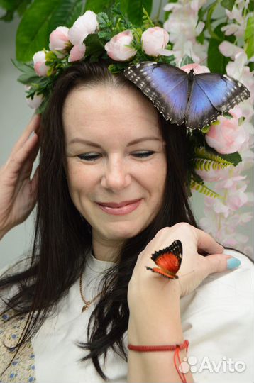 Куколки бабочек/живые бабочки