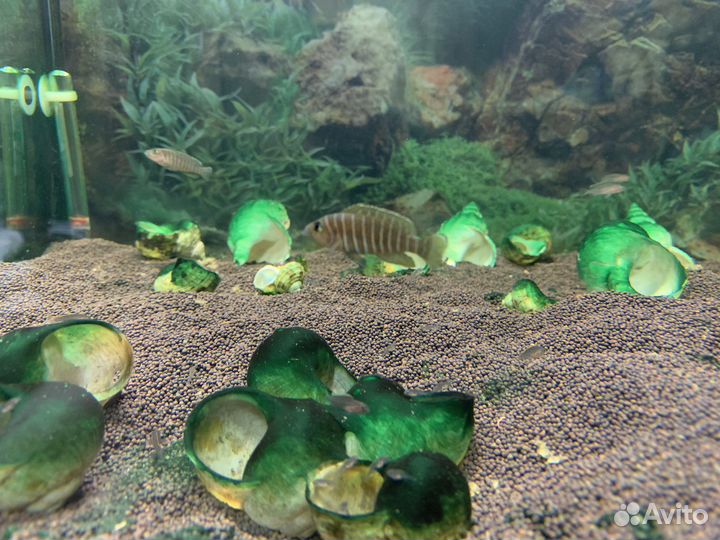 Лампрологус симилис