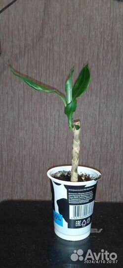 Драцена широколистная