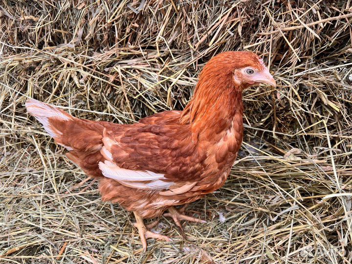 Куры несушки с бесплатной доставкой по области