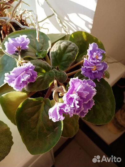 Фиалки цветущие