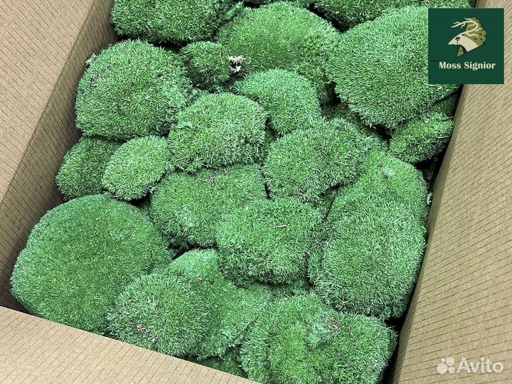 Стабилизированный мох ягель, кочка, пласт. Панно