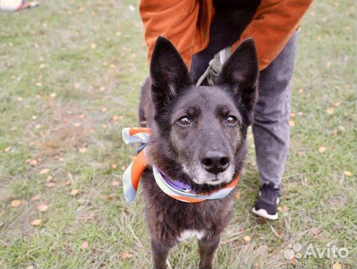 Ласковая красивая собака ищет добрые руки