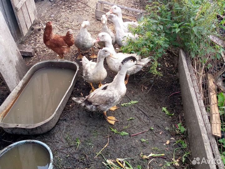 Утки муларды