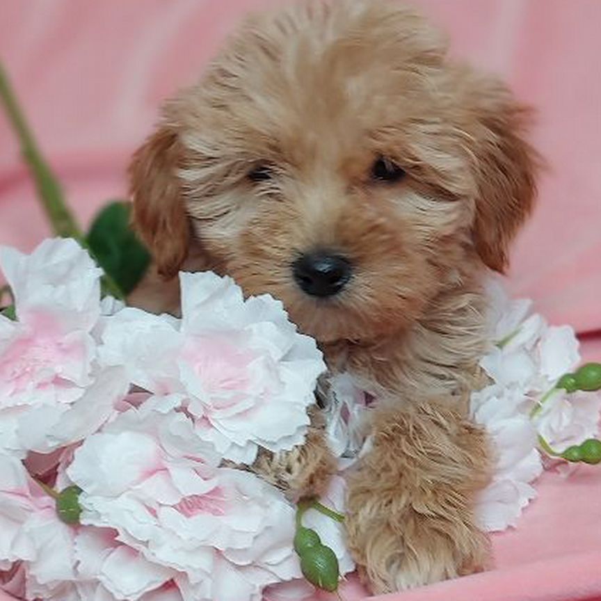 Мини девочка мальтипу maltipoo mini girl