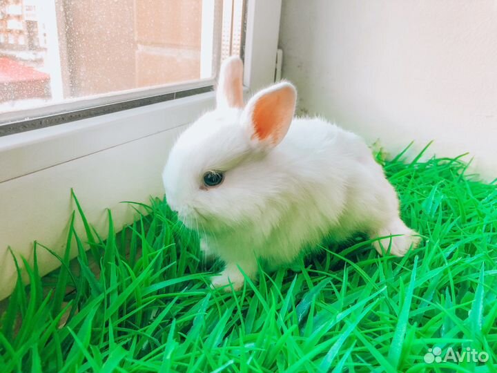 Карликовый кролик мини - редкий