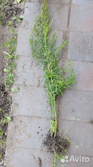 Тархун эстрагон (отросток, кустик)