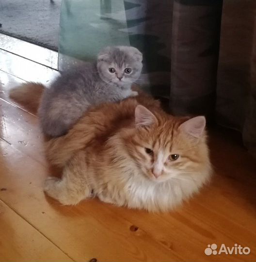 Передержка животных