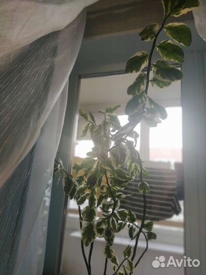 Педилантус